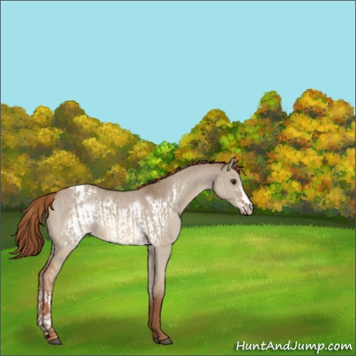Horse Color:Red Dun Appaloosa  and Red Dun Frame Appaloosa 