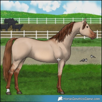 Horse Color:Red Dun 