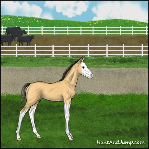Horse Color:Buckskin Dun Splash 