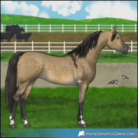 Horse Color:Buckskin Dun 