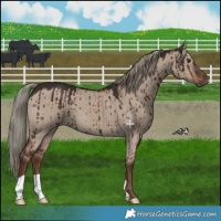 Horse Color:Liver Red Dun Mushroom Brindle 