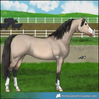 Horse Color:Bay Dun Mushroom 