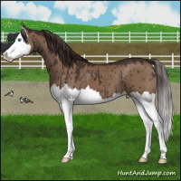 Horse Color:Liver Red Dun Splash Brindle