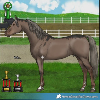 Horse Color:Liver Red Dun Mushroom 