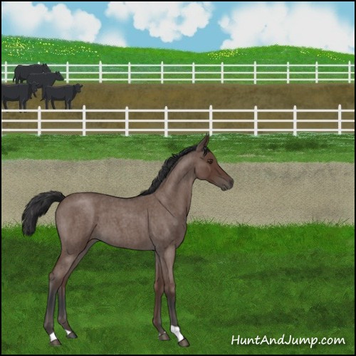 Horse Color:Bay Roan 