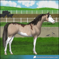 Horse Color:Liver Red Dun Splash Rabicano 
