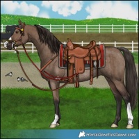 Horse Color:Liver Red Dun Rabicano Brindle