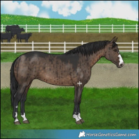 Horse Color:Brown Dun Brindle 