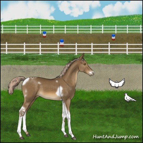 Horse Color:White Spotted Chocolate Palomino Tobiano Frame 