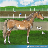 Horse Color:White Spotted Chocolate Palomino Dun Rabicano