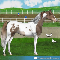 Horse Color:Liver Red Dun Tobiano Appaloosa 
