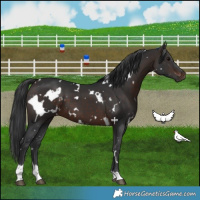 Horse Color:White Spotted Brown 
