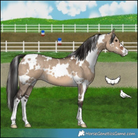 Horse Color:White Spotted Brown Dun