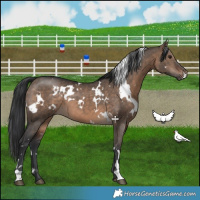 Horse Color:White Spotted Brown Dun 