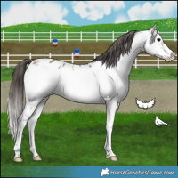 Horse Color:White Spotted Brown Onyx Frame Appaloosa 