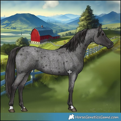 Horse Color:Smoky Blue Roan 