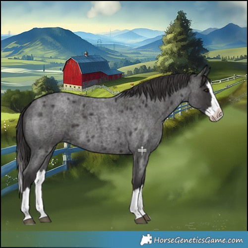 Horse Color:Smoky Blue Roan Splash 