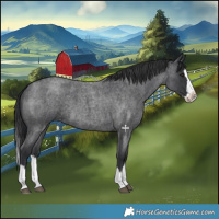 Horse Color:Blue Roan Splash 