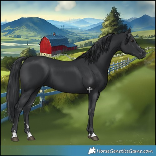Horse Color:Black 