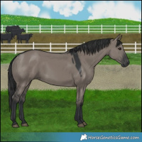 Horse Color:Grullo 