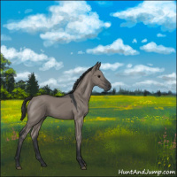 Horse Color:Grullo 