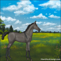 Horse Color:Grullo