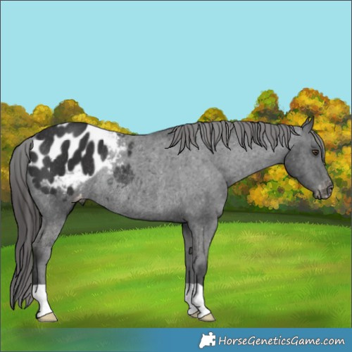 Horse Color:Liver Chestnut Appaloosa Rabicano 