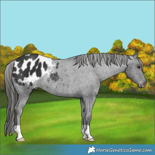 Horse Color:Liver Chestnut Blanket Rabicano 