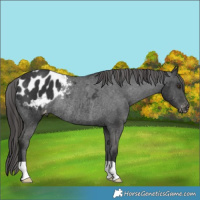 Horse Color:Liver Chestnut Appaloosa Rabicano 