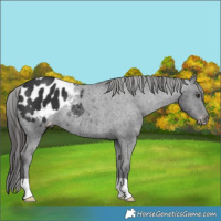 Horse Color:Liver Chestnut Blanket Rabicano 