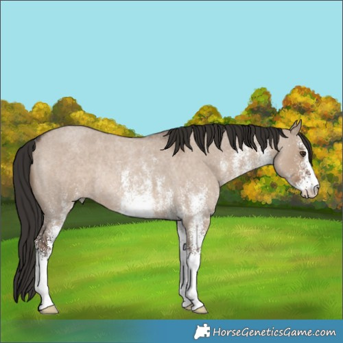 Horse Color:White Spotted Liver Red Dun Roan Rabicano 