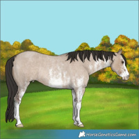 Horse Color:White Spotted Liver Red Dun Roan Rabicano 