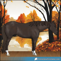 Horse Color:Liver Chestnut 