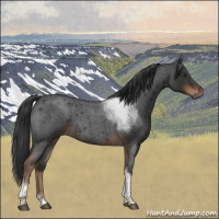 Horse Color:Liver Red Roan Tobiano