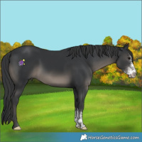 Horse Color:Black Sabino 