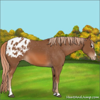 Horse Color:Chestnut Sabino Appaloosa 
