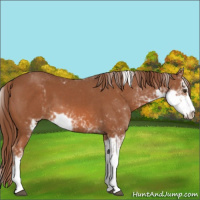 Horse Color:Chestnut Sabino 