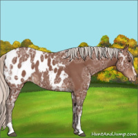 Horse Color:Silver Brown Ice Sabino Appaloosa