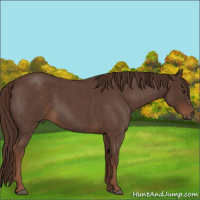Horse Color:Liver Red Roan Sabino