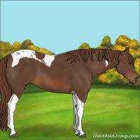 Horse Color:Liver Chestnut Tobiano