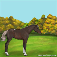 Horse Color:Silver Brown Tobiano