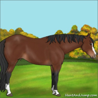 Horse Color:Brown Sabino