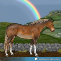 Horse Color:Chocolate Palomino Sabino Tobiano