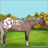 Horse Color:Silver Brown Roan Tobiano Appaloosa 