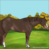 Horse Color:Liver Chestnut Sabino 
