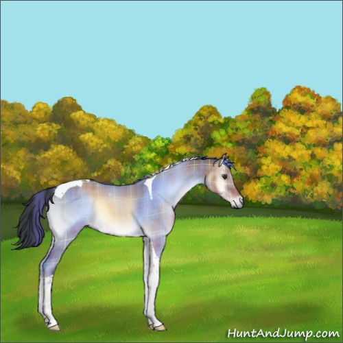 Horse Color:Plaid  Liver Red Dun Onyx Tobiano 