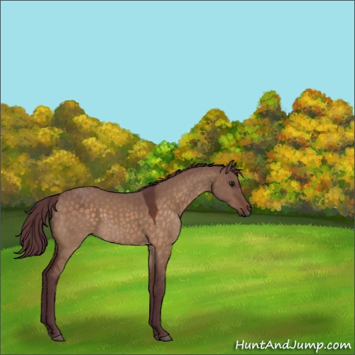 Horse Color:Chocolate Brown Dun Sabino Rabicano 