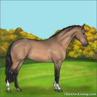 Horse Color:Bay Dun Tobiano 