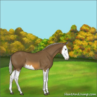Horse Color:Chocolate Palomino Splash 