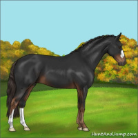Horse Color:Gray Liver Chestnut 